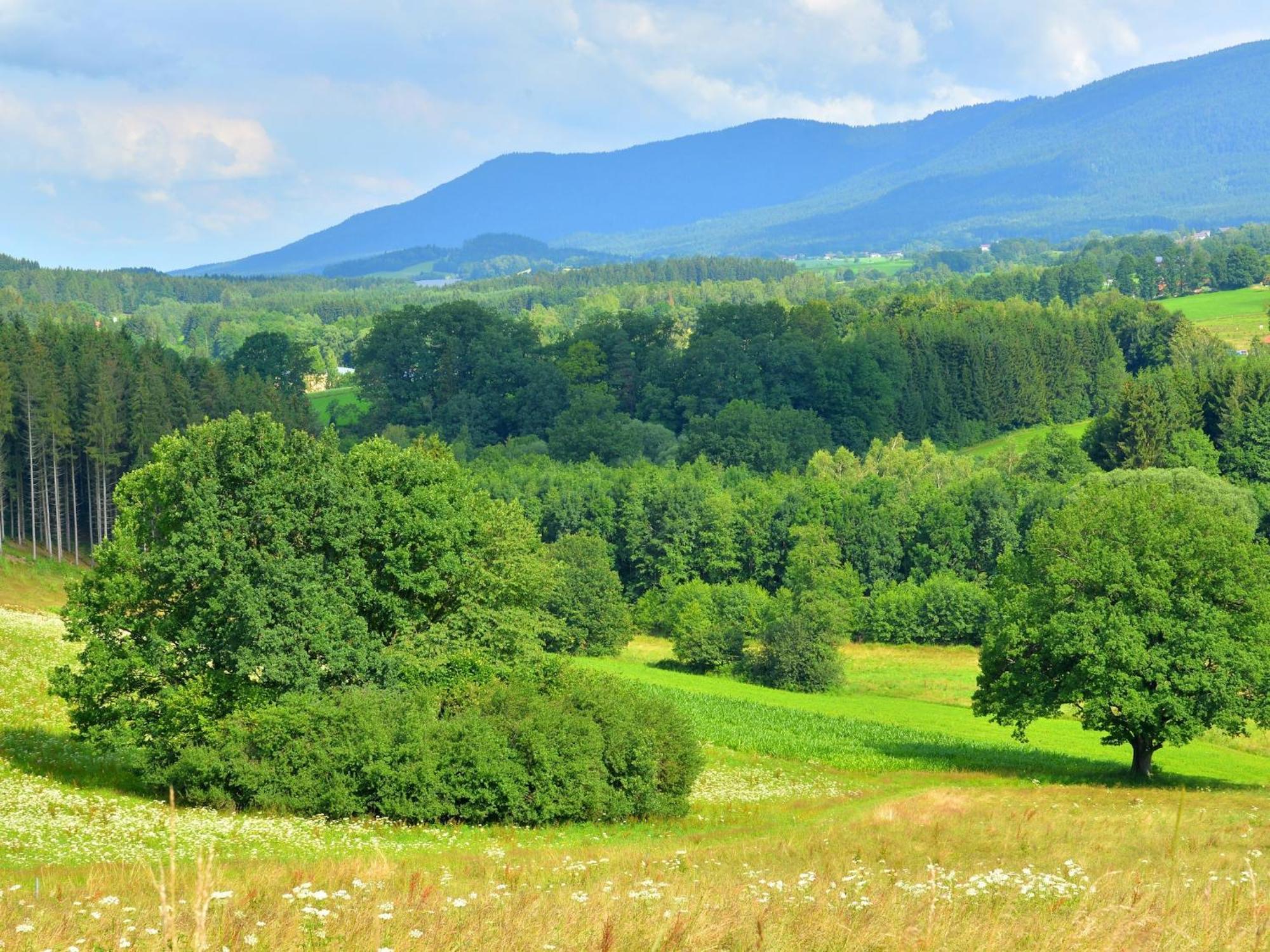 Comfort Apartment With Balcony In The Beautiful Bavarian Forest Drachselsried Buitenkant foto